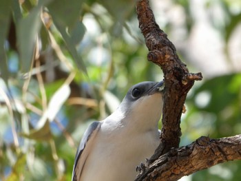 パプアオオサンショウクイ Pine Creek, NT, Australia 2021年5月23日(日)