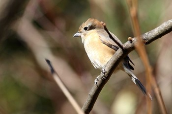 Bull-headed Shrike Maioka Park Sun, 12/17/2017