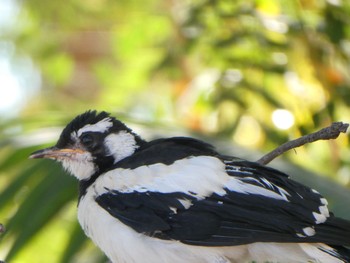 Magpie-lark Pine Creek, NT, Australia Sun, 5/23/2021