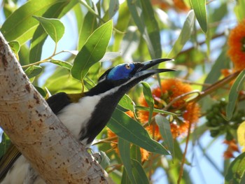 Blue-faced Honeyeater Nitmiluk National Park, NT, Australia Sun, 5/23/2021