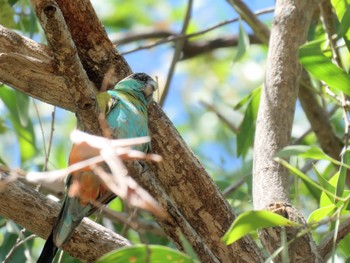 Hooded Parrot