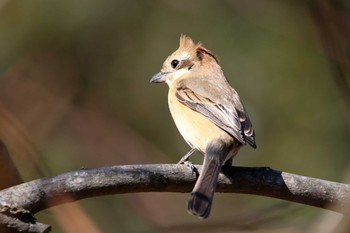 Bull-headed Shrike Maioka Park Sun, 12/17/2017