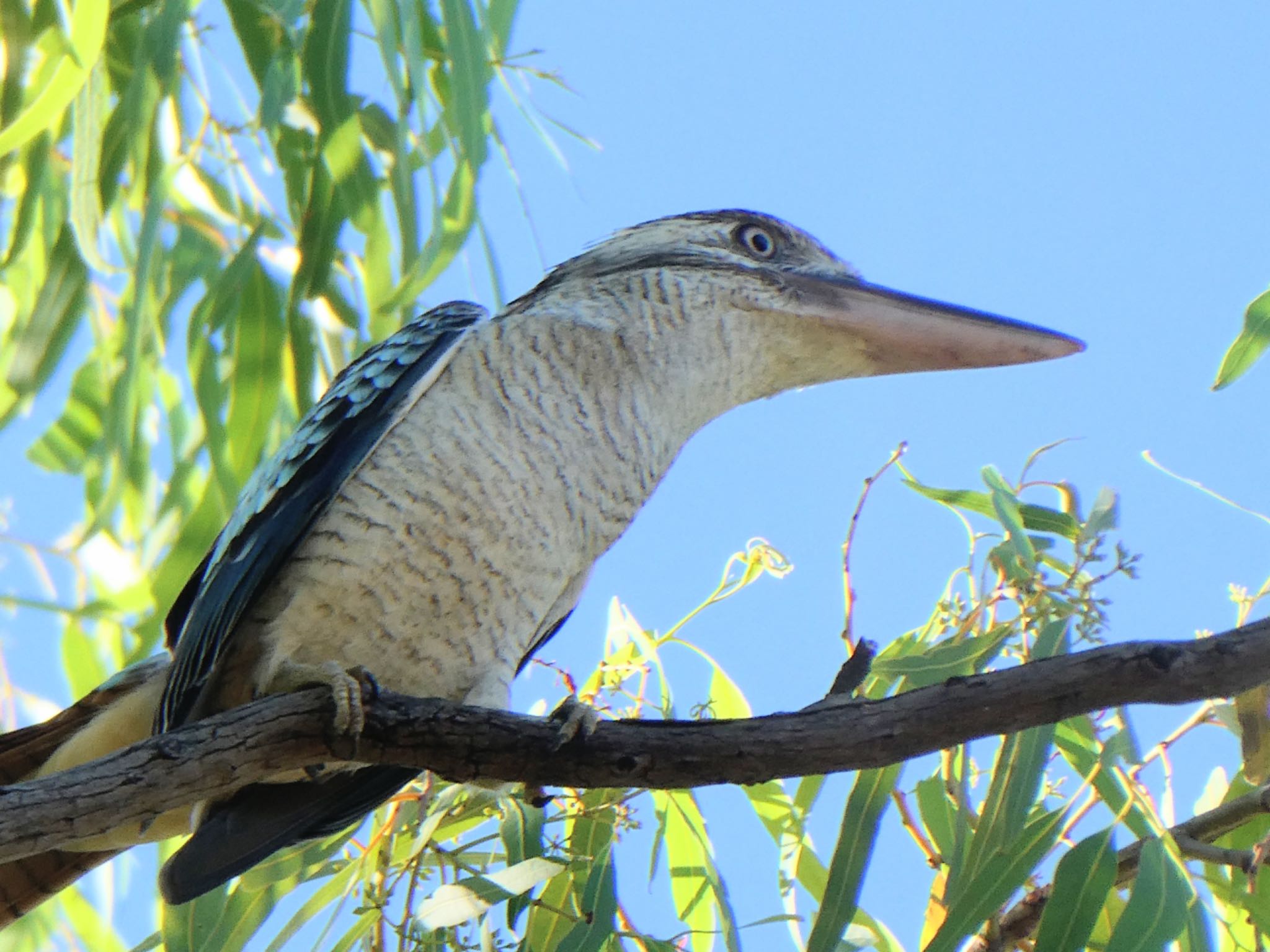 Nitmiluk National Park, NT, Australia アオバネワライカワセミの写真 by Maki