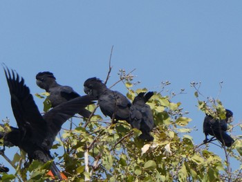 Red-tailed Black Cockatoo Pine Creek, NT, Australia Sat, 5/22/2021