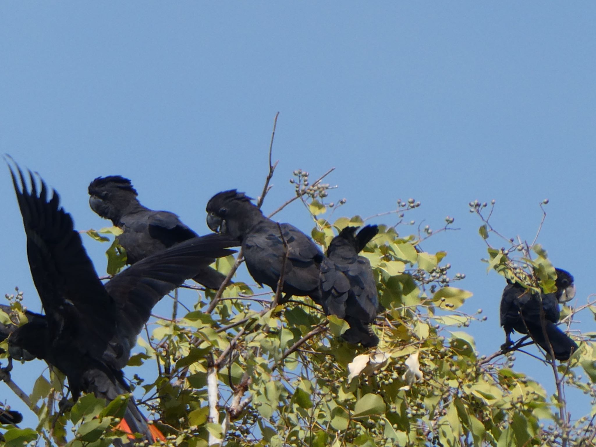 Photo of Red-tailed Black Cockatoo at Pine Creek, NT, Australia by Maki