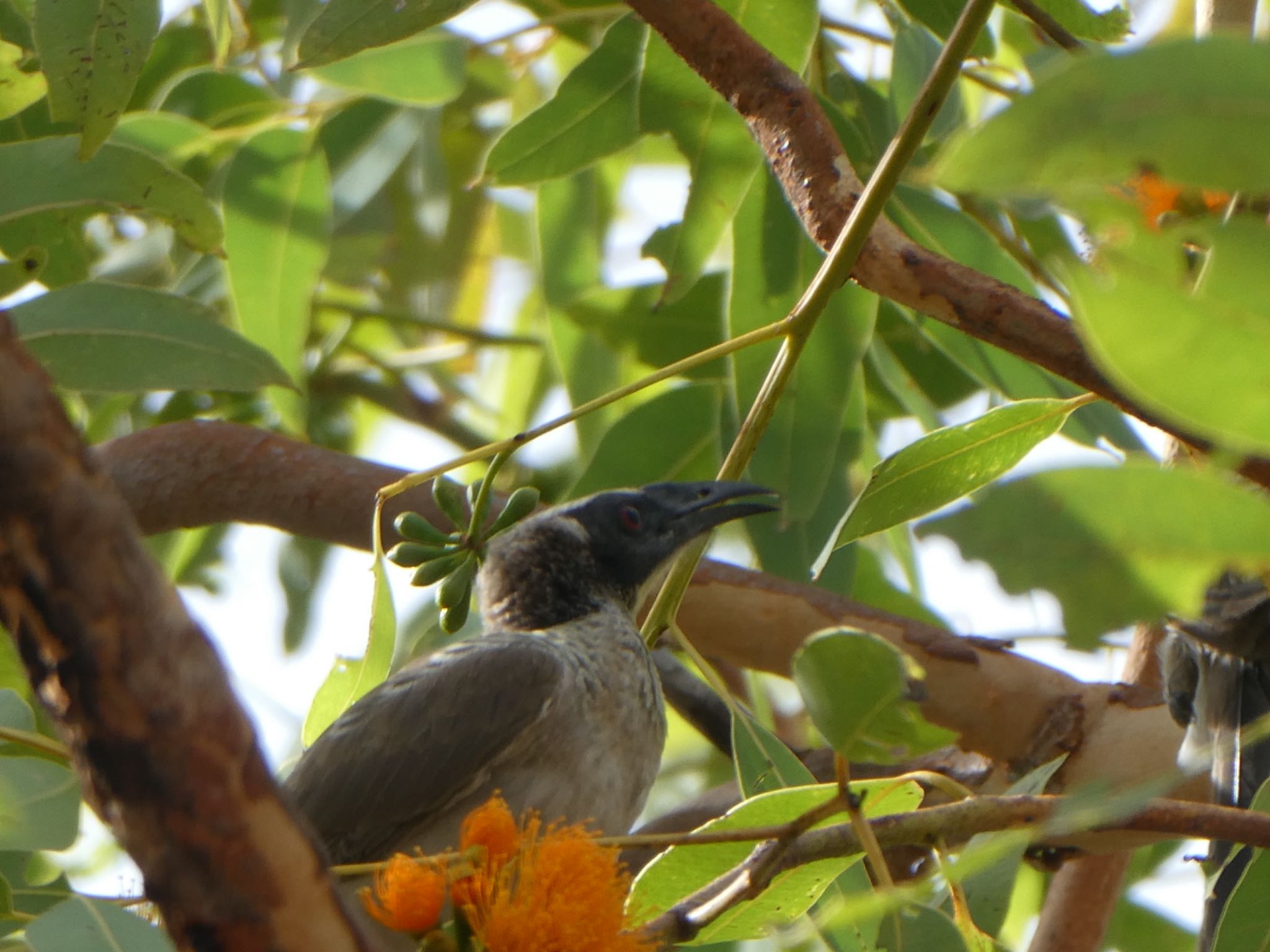 Photo of Silver-crowned Friarbird at Edith Falls, Nitmiluk National Park, NT, Australia by Maki
