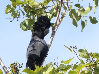 Red-tailed Black Cockatoo Pine Creek, NT, Australia Sat, 5/22/2021