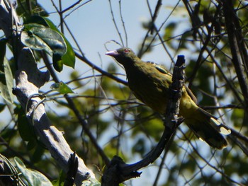 Green Oriole Kakadu National Park Sat, 5/22/2021