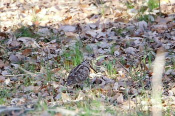 Eurasian Woodcock Maioka Park Sun, 12/17/2017