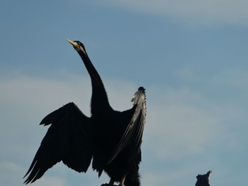 オーストラリアヘビウ カカドゥ国立公園 2021年5月22日(土)