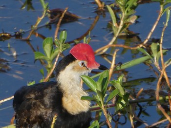 Comb-crested Jacana Kakadu National Park Sat, 5/22/2021