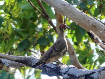 Partridge Pigeon