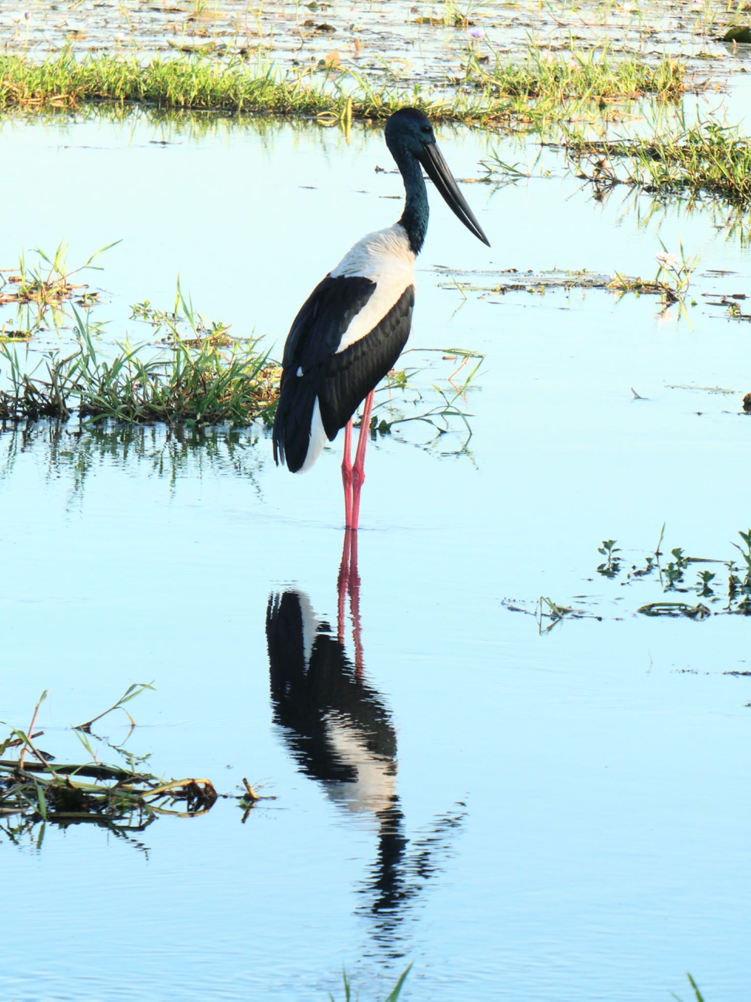 Photo of Black-necked Stork at Kakadu National Park by Maki