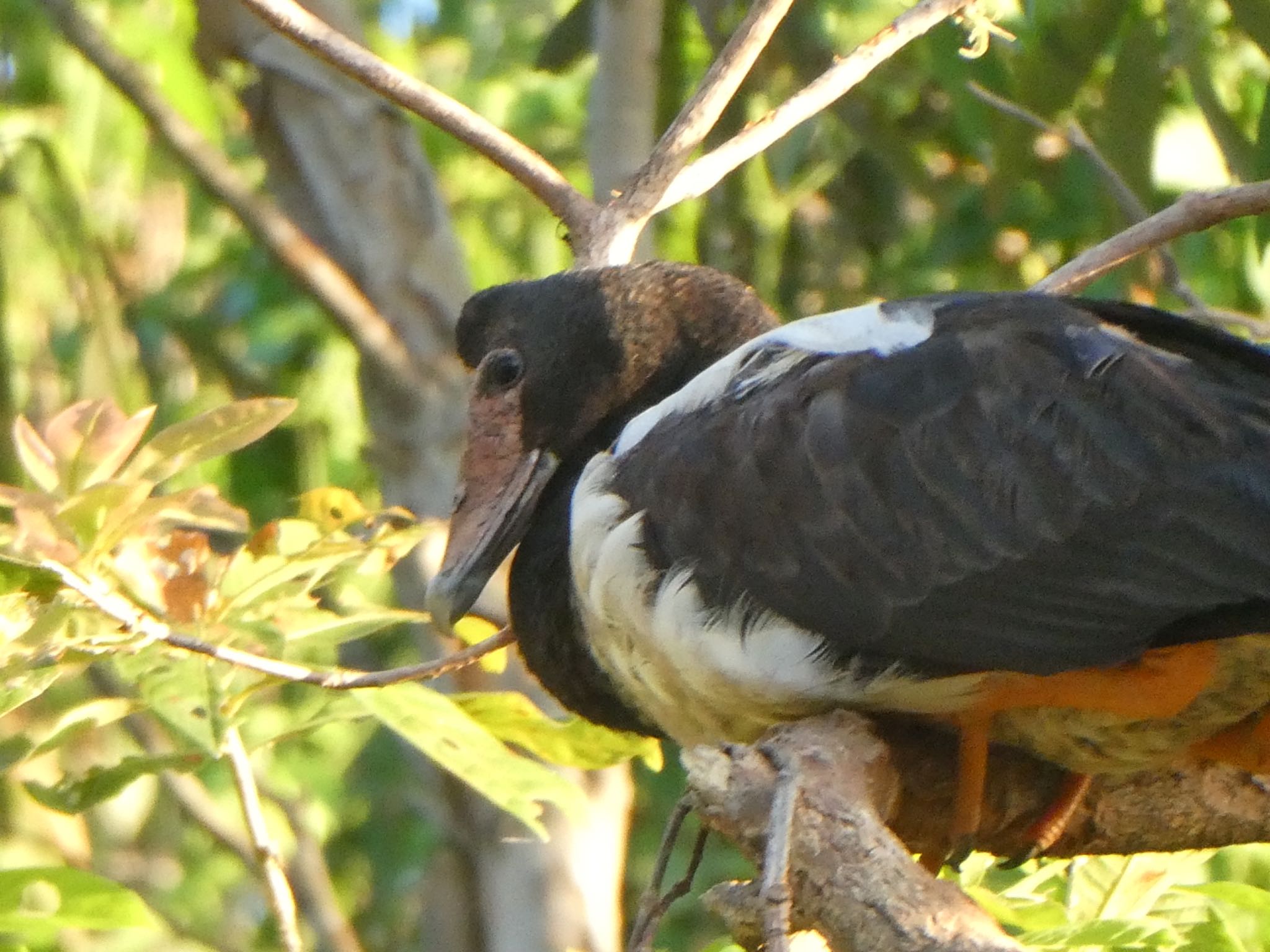 Photo of Magpie Goose at Kakadu National Park by Maki