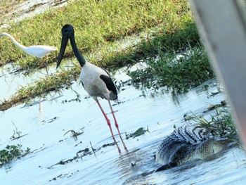 Black-necked Stork Kakadu National Park Sat, 5/22/2021