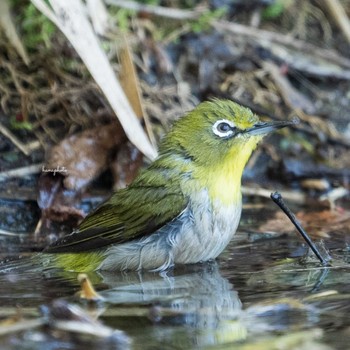 Warbling White-eye 北海道 Mon, 5/16/2022