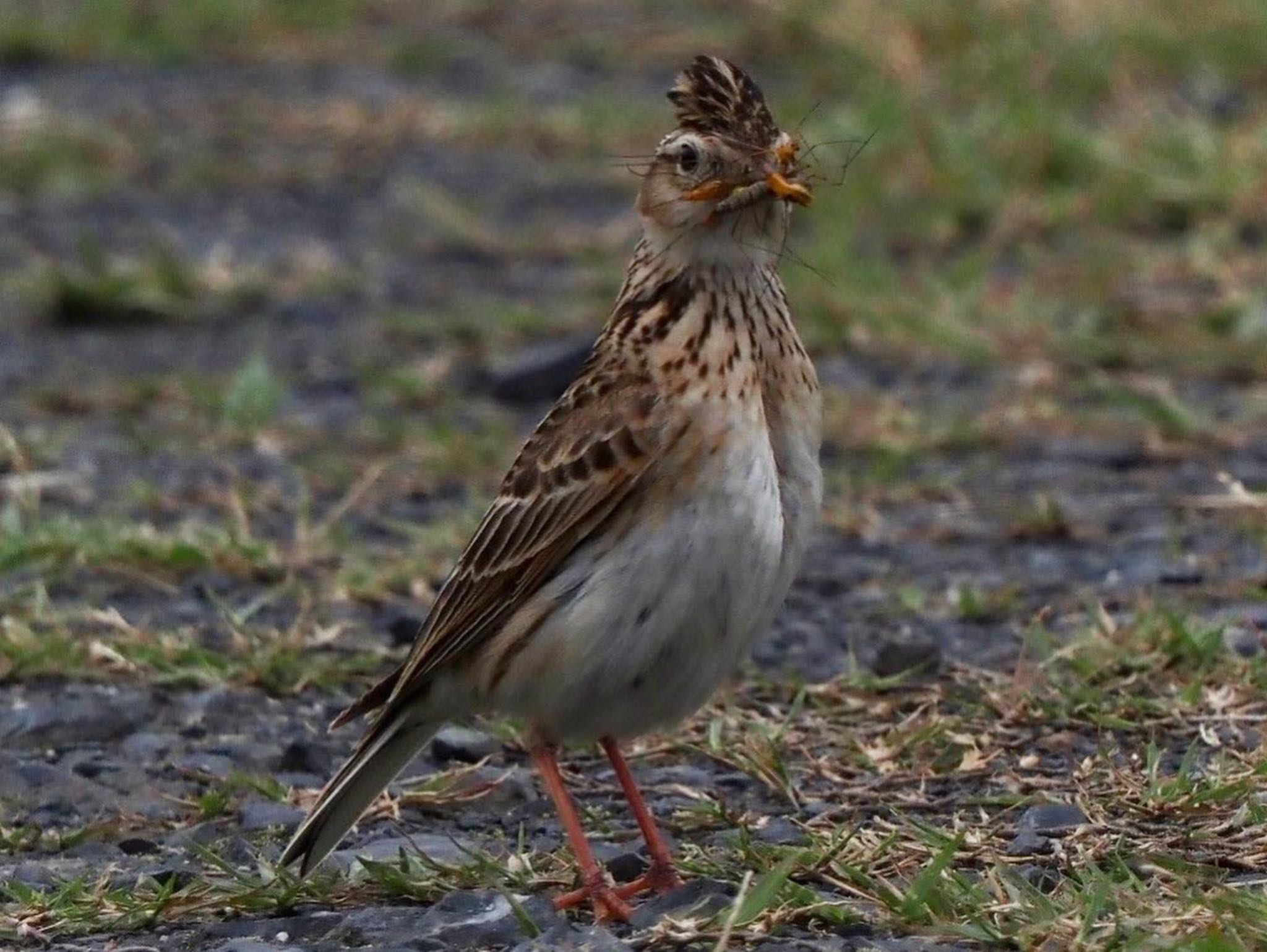 Eurasian Skylark