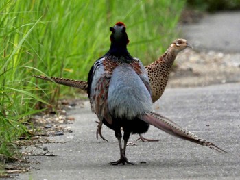 Green Pheasant 奈良市水上池 Sun, 5/15/2022