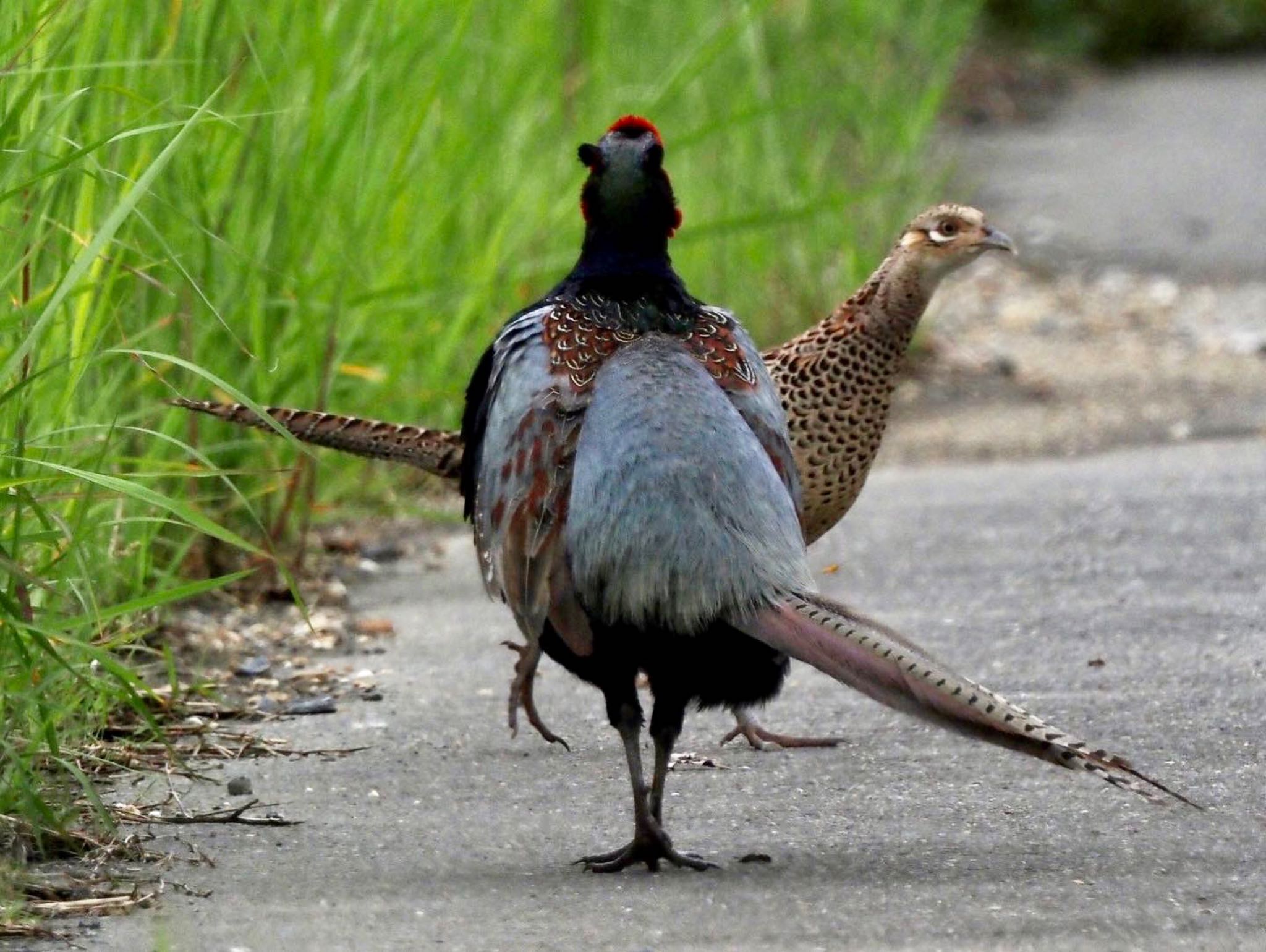 Photo of Green Pheasant at 奈良市水上池 by みーちゃん