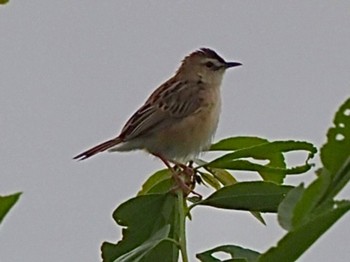 Zitting Cisticola 奈良市水上池 Sun, 5/15/2022