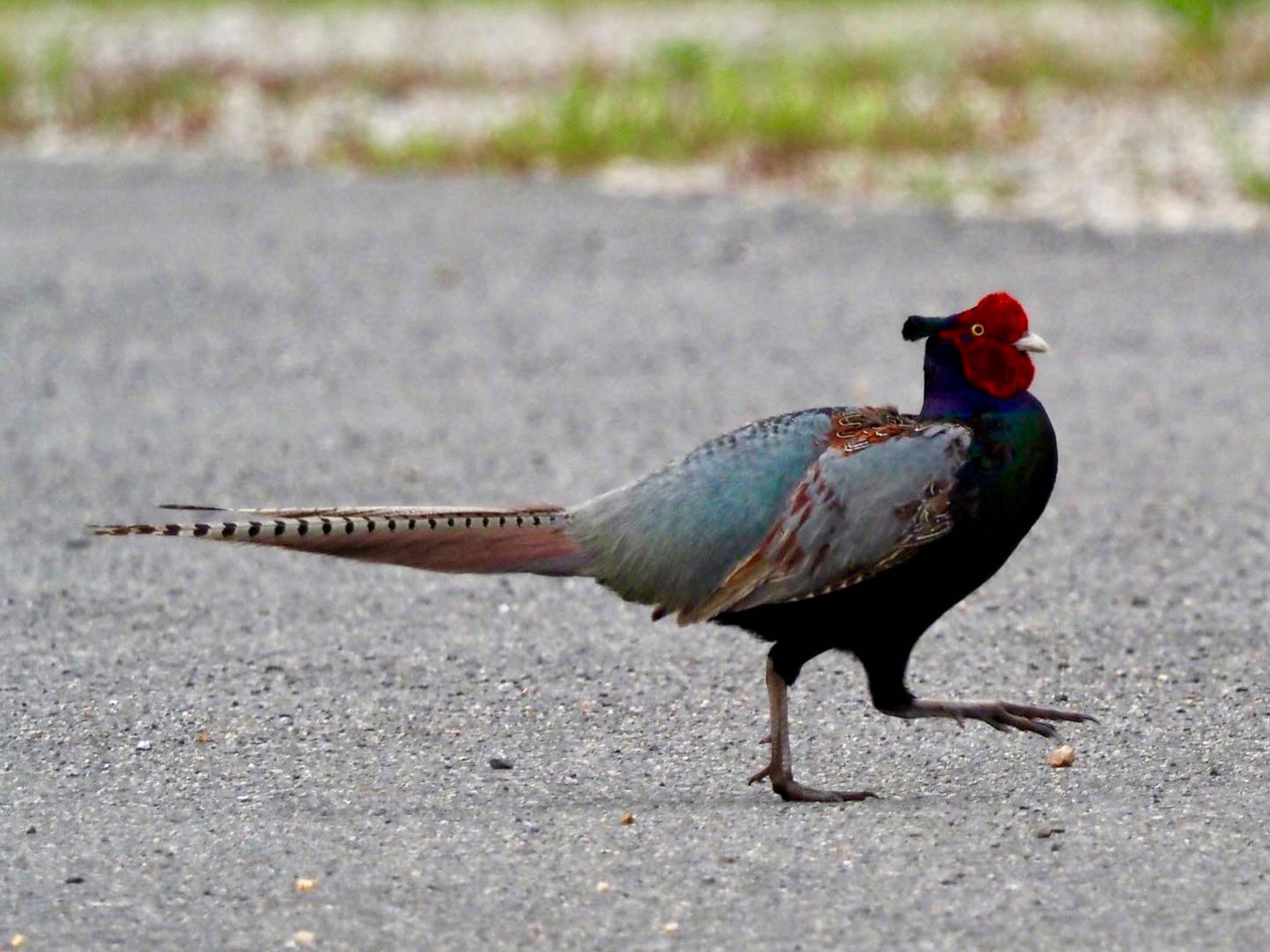 Green Pheasant