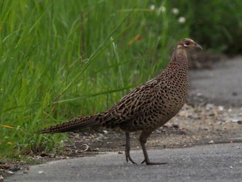 Green Pheasant 奈良市水上池 Sun, 5/15/2022