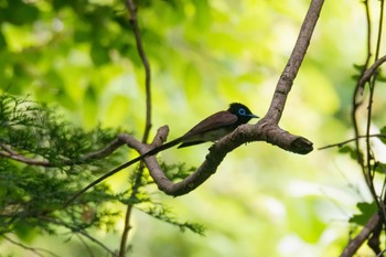 サンコウチョウ 場所が不明 2022年5月17日(火)