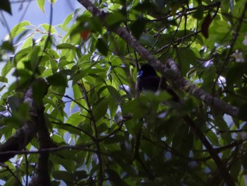 Black Paradise Flycatcher 小笠山 Sat, 5/21/2022