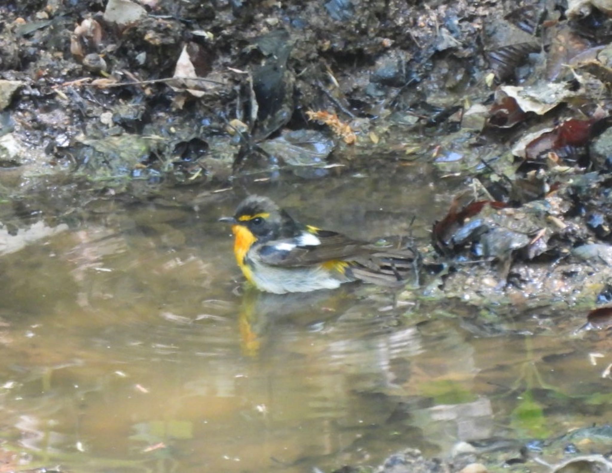 Narcissus Flycatcher