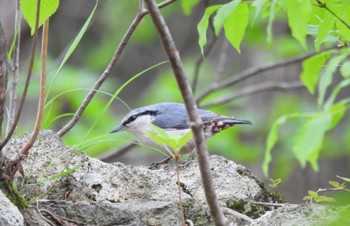 ゴジュウカラ 群馬県 2022年5月19日(木)