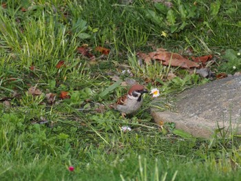 Eurasian Tree Sparrow 泉の沼公園(江別市) Sat, 5/21/2022