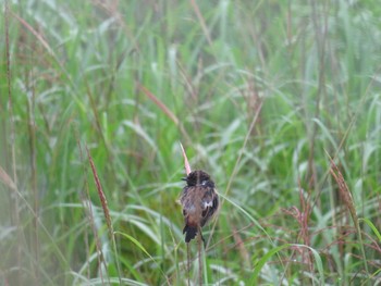 Amur Stonechat Unknown Spots Tue, 8/15/2017