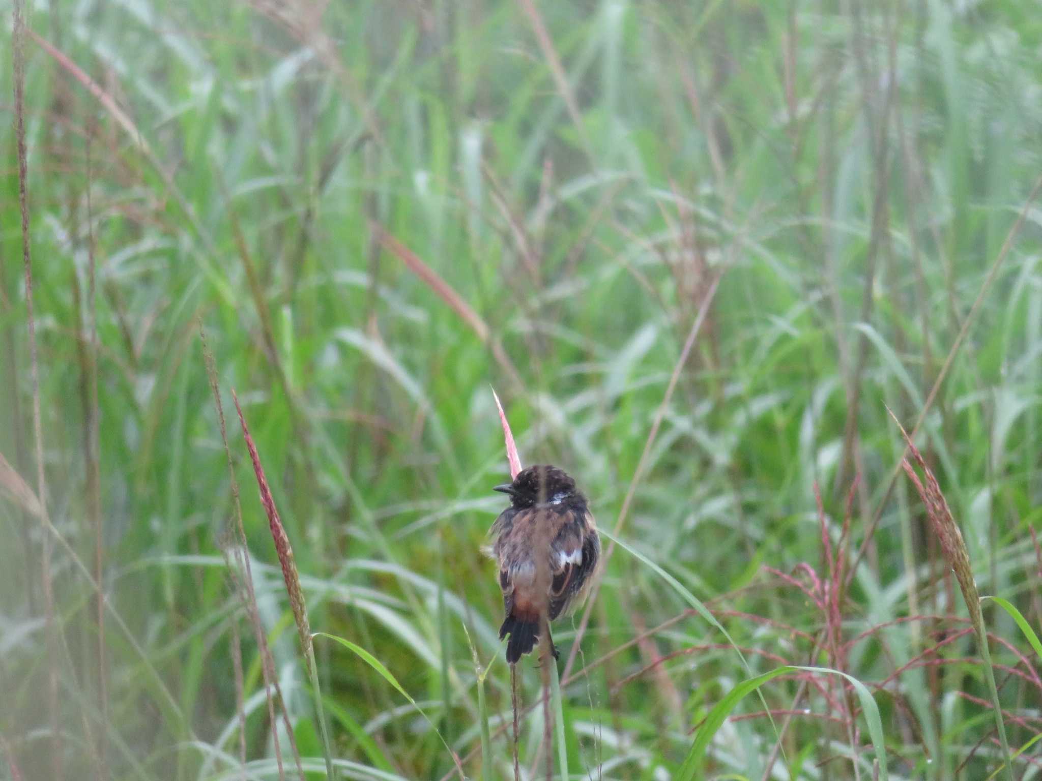 Photo of Amur Stonechat at  by オシオシオシドリ