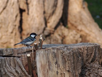 Japanese Tit 泉の沼公園(江別市) Sat, 5/21/2022