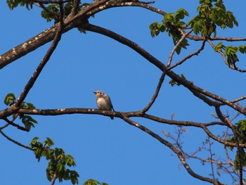 Chestnut-cheeked Starling 泉の沼公園(江別市) Sat, 5/21/2022