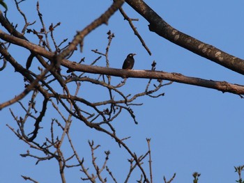 White-cheeked Starling 泉の沼公園(江別市) Sat, 5/21/2022