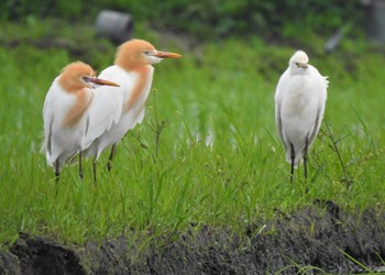 アマサギ 埼玉県志木市 2022年5月21日(土)