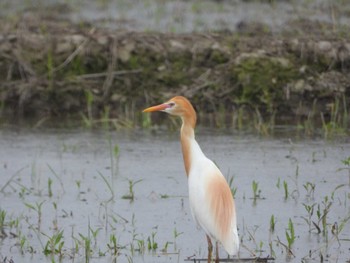 Eastern Cattle Egret 磐田市 Sat, 5/21/2022