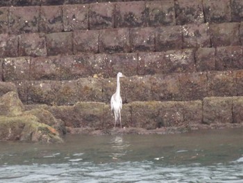 Grey Heron 鹿児島錦江湾 Mon, 8/21/2017