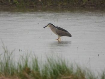 Black-crowned Night Heron 磐田市 Sat, 5/21/2022