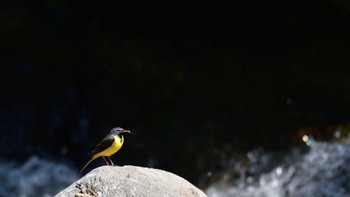 Grey Wagtail 尚仁沢湧水 Tue, 5/3/2022