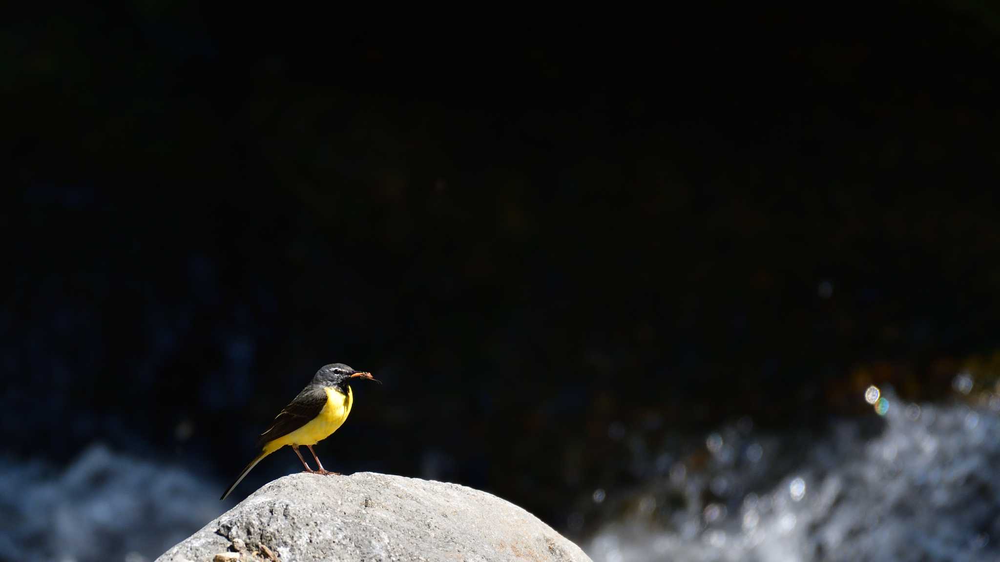 Grey Wagtail