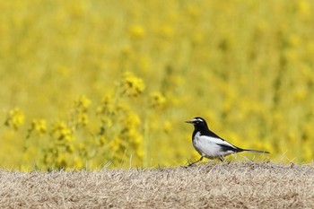 セグロセキレイ 花川 2017年2月2日(木)