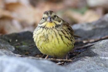 アオジ 都田公園 2017年1月31日(火)