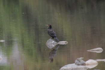 カワウ 仁比山公園(佐賀県神埼市) 2022年5月20日(金)