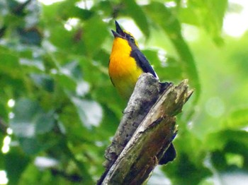 2022年5月21日(土) 舞岡公園の野鳥観察記録