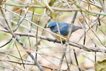 2017年12月17日(日) 多摩森林科学園の野鳥観察記録