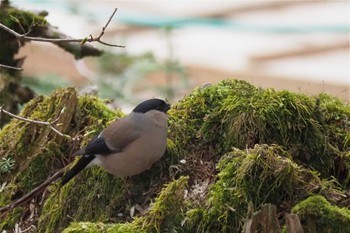 Eurasian Bullfinch 白駒ノ池 Fri, 5/20/2022