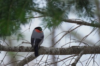 Eurasian Bullfinch 白駒ノ池 Fri, 5/20/2022