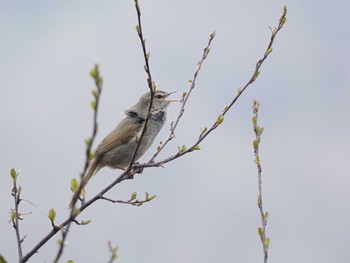 Japanese Bush Warbler Senjogahara Marshland Thu, 5/19/2022